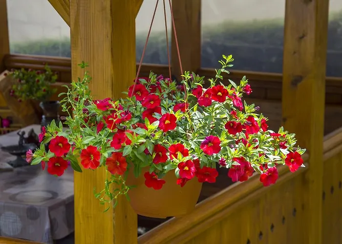 约西波维奇公寓 公寓 *